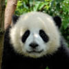 helenhuang0615